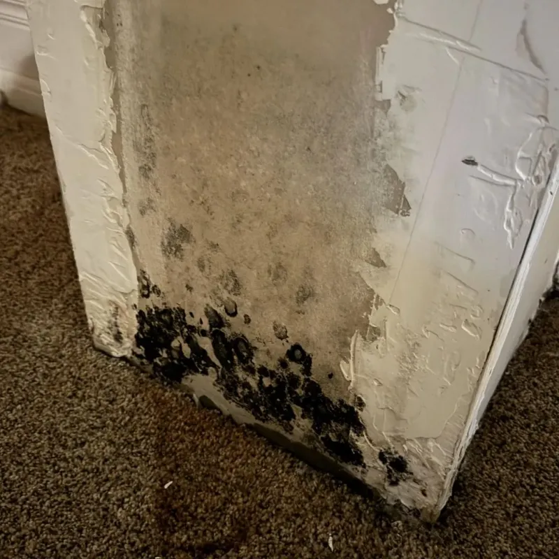 Professional Mold Removal in West Lynchburg, VA